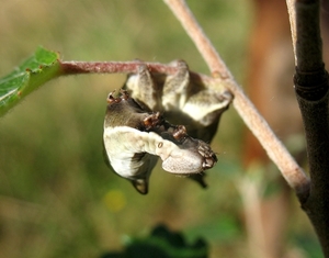 rupsen (20)