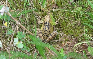 foto,s4 (703)