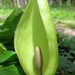 Aronskelk (Arum) (10)