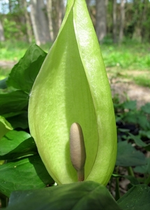 Aronskelk (Arum) (10)