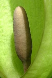 Aronskelk (Arum) (11)