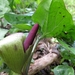 Aronskelk (Arum) (2)