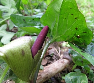 Aronskelk (Arum) (2)