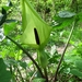 Aronskelk (Arum) (13)