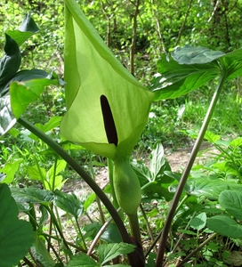 Aronskelk (Arum) (13)