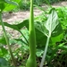 aronskelk [Arum]