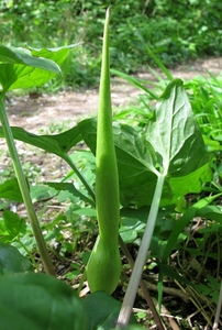 aronskelk [Arum]