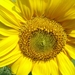 De zonnebloem (Helianthus annuus) (2)