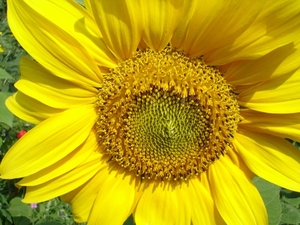De zonnebloem (Helianthus annuus) (2)