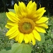 De zonnebloem (Helianthus annuus)