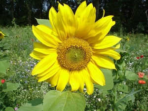 De zonnebloem (Helianthus annuus)