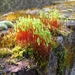 Gedraaid Knikmos - Bryum capillare (2)