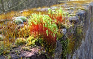 Gedraaid Knikmos - Bryum capillare (2)