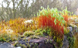 Gedraaid Knikmos - Bryum capillare (17)