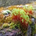 Gedraaid Knikmos - Bryum capillare (23)