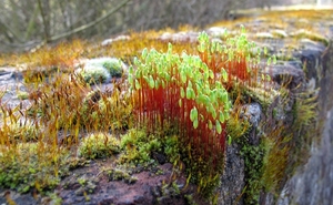 Gedraaid Knikmos - Bryum capillare (23)