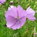 Kaasjeskruid (Malva)