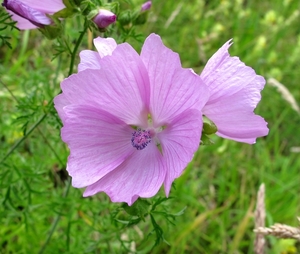 Kaasjeskruid (Malva)