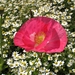 Papaver rhoeas (2)