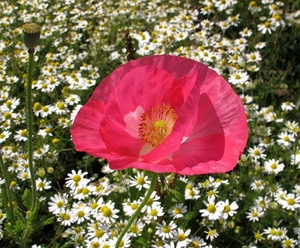 Papaver rhoeas (2)