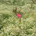 Papaver rhoeas