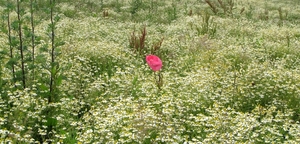 Papaver rhoeas