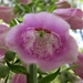 Vingerhoedskruid (Digitalis purpurea (2)