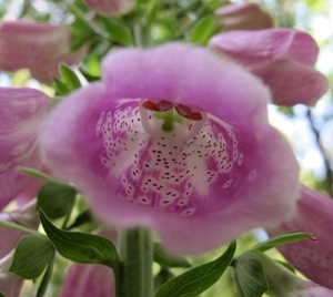 Vingerhoedskruid (Digitalis purpurea (2)