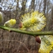 Wilg (Salix)wilgenkatjes