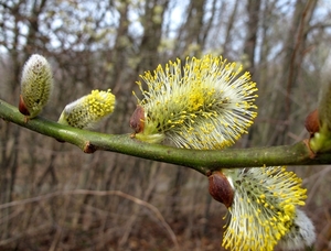 Wilg (Salix)wilgenkatjes