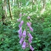 Vingerhoedskruid (Digitalis purpurea