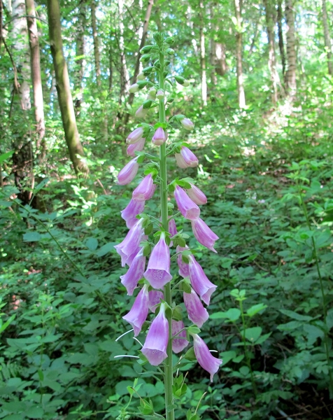 Vingerhoedskruid (Digitalis purpurea