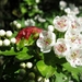 De tweestijlige meidoorn (Crataegus laevigata, synoniem Crataegus