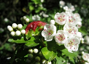 De tweestijlige meidoorn (Crataegus laevigata, synoniem Crataegus