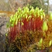 Gedraaid Knikmos - Bryum capillare (18)