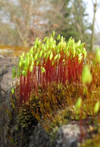 Gedraaid Knikmos - Bryum capillare (18)