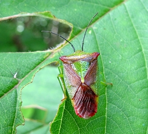 De berkenschildwants (Elasmostethus interstinctus) (1)