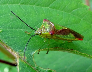 De berkenschildwants (Elasmostethus interstinctus) (3)