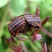 De pyjamawants of rood-zwarte streepwants (Graphosoma lineatum) (