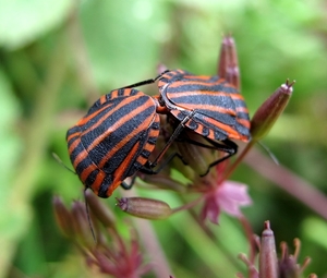 De pyjamawants of rood-zwarte streepwants (Graphosoma lineatum) (