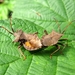 de zuringwants [Coreus marginatus]