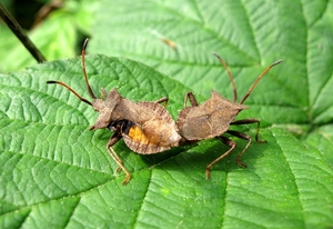 de zuringwants [Coreus marginatus]