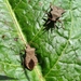 De zuringwants of fluweelbruine randwants (Coreus marginatus)