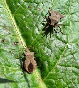 De zuringwants of fluweelbruine randwants (Coreus marginatus)