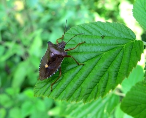 Roodpoot schildwants (Pentatoma rufipes)