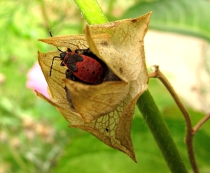 vuurwants Pyrrhocoris apterus (1)