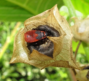 vuurwants Pyrrhocoris apterus (3)