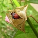 vuurwants Pyrrhocoris apterus