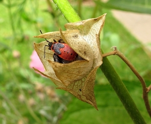 vuurwants Pyrrhocoris apterus