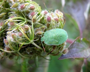 groene Stinkwants - Palomena prasina - nimf (3)